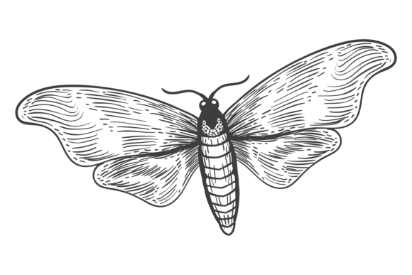 The Art of the Hand Drawn Beau: Elevate Your Brand with a Decorative Moth